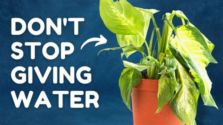 How long does it take for an overwatered plant to heal?