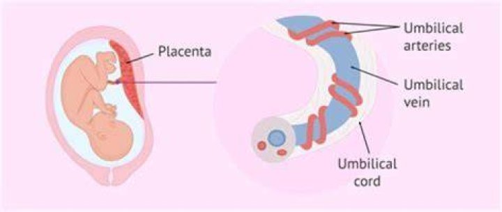 How long does it take for umbilical cord to heal inside?