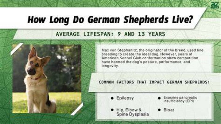 How long has Ben Shepherd been married?