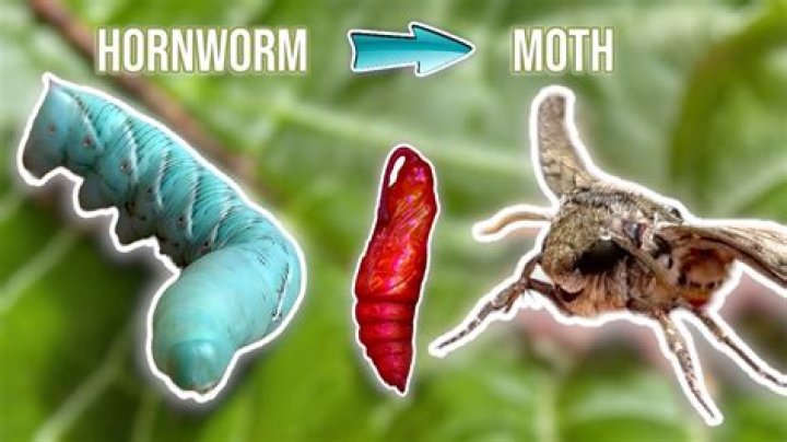 How many eggs do hornworm moths lay?