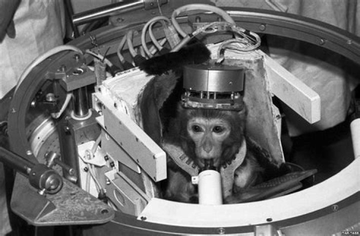 How many monkeys died in space?
