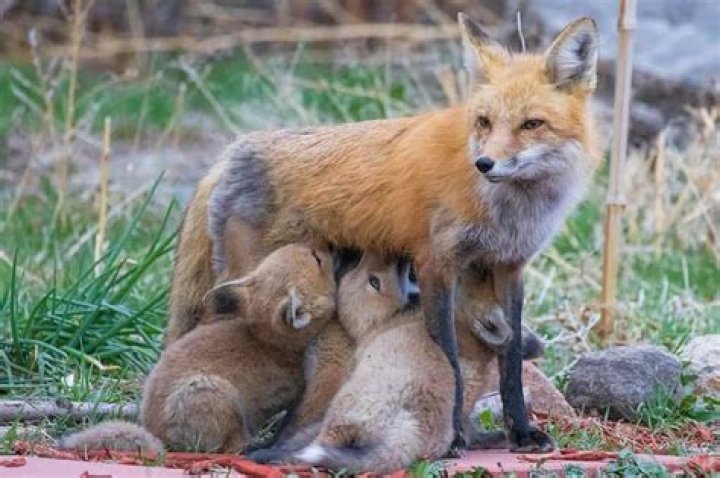 How many months is a fox pregnant?