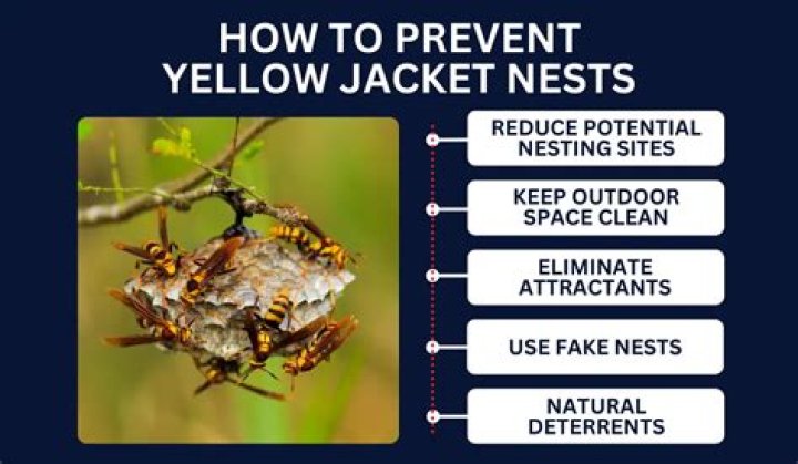 How many queens are in a yellow jacket nest?