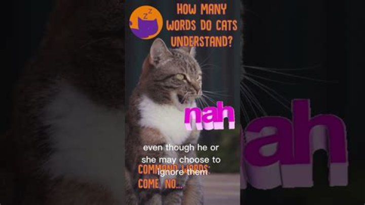 How many words does a cat know?