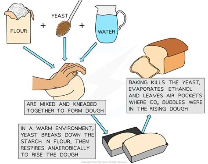 How much alcohol will bread yeast produce?
