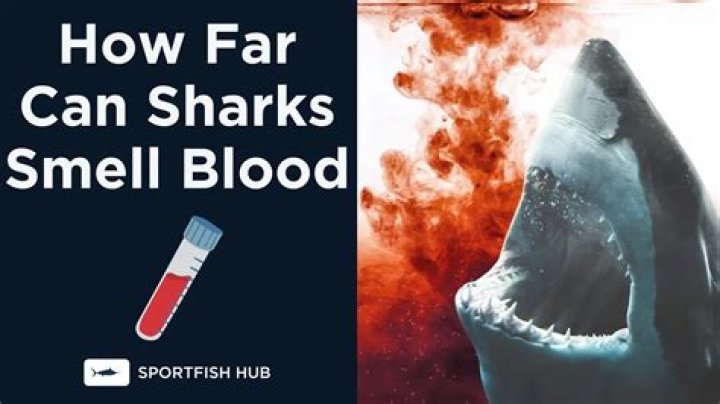 How much blood can a shark smell?