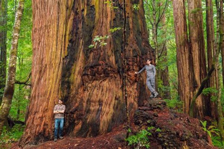 How old are the redwoods?