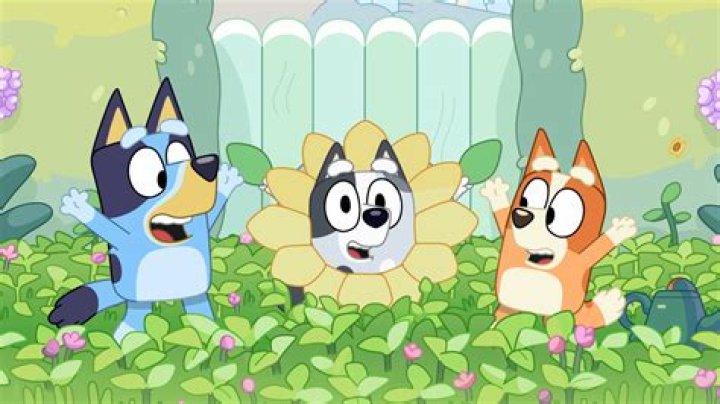 How popular is Bluey in the US?