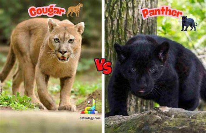 Is a black panther a cougar?