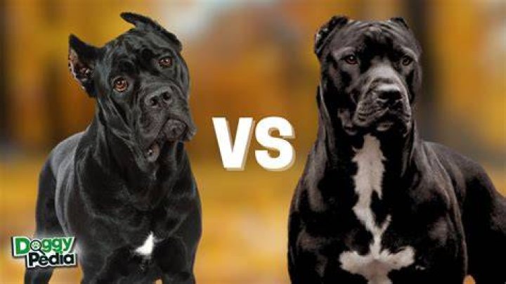 Is a Cane Corso stronger than a pitbull?