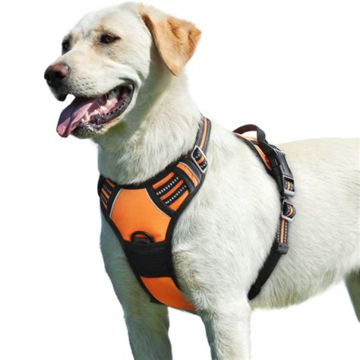 Is a harness better for a dog that pulls?