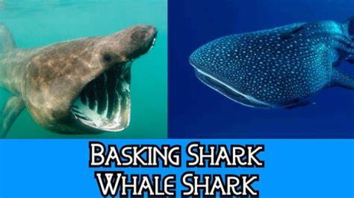 Is a whale faster than a shark?