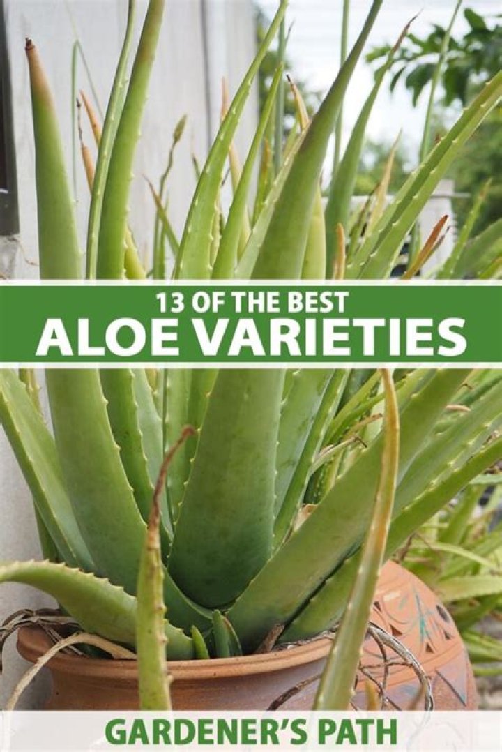 Is aloe vera juice good for dreadlocks?