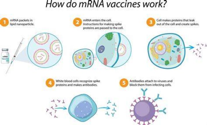 Is AstraZeneca vaccine mRNA?