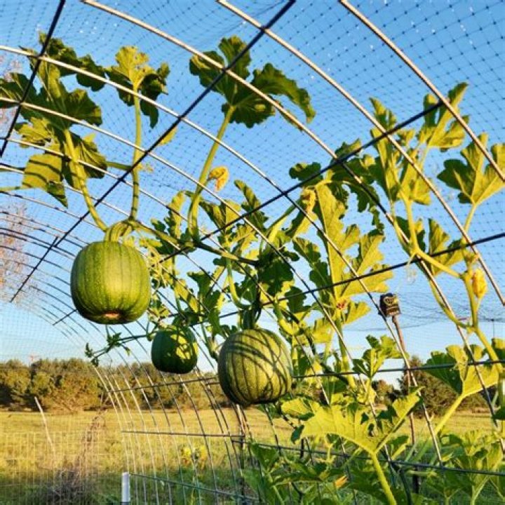 Is cantaloupe bad for IBS?