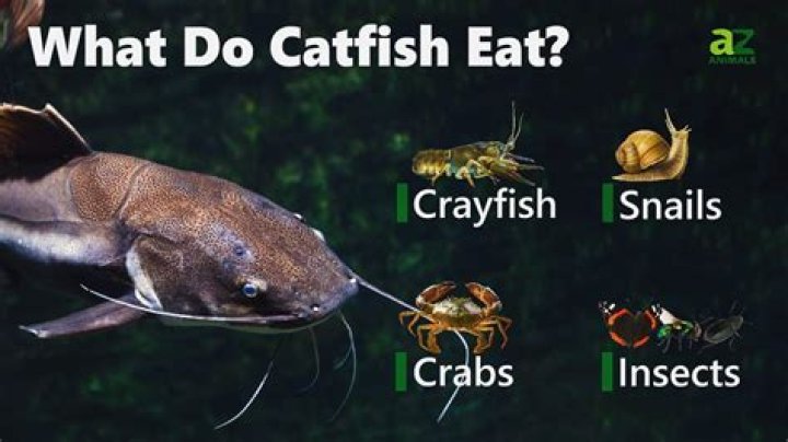 Is catfish safe to eat?