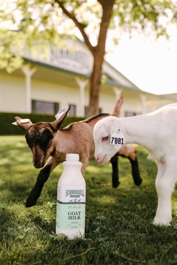 Is goat milk bulletproof?