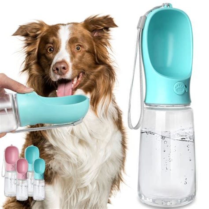 Is it OK for dogs to drink pool water?