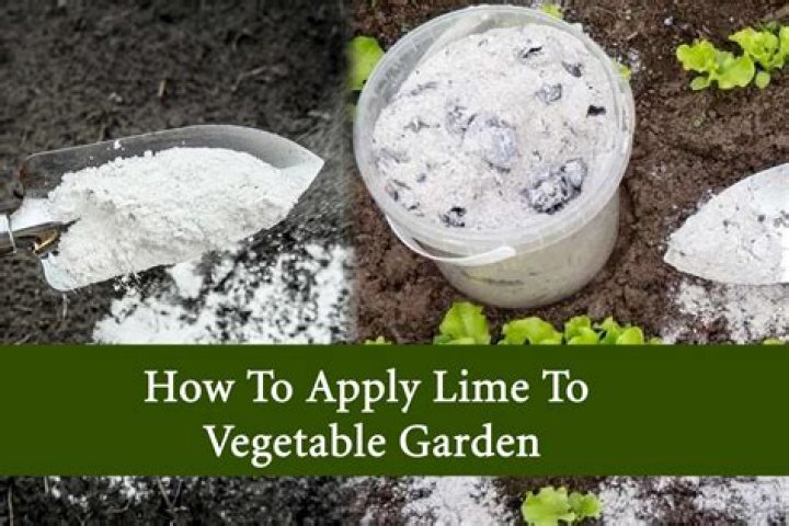 Is it OK to apply lime before rain?