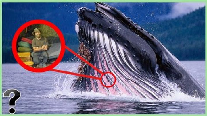 Is it possible to live inside a whale for 3 days?