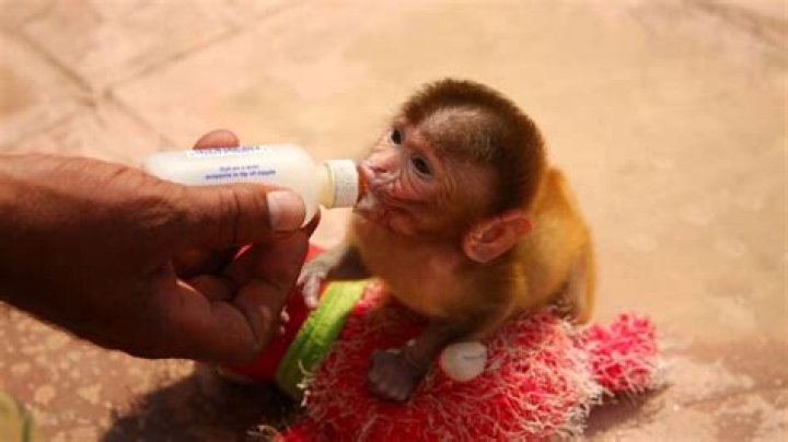 Is keeping monkey as a pet legal in India?
