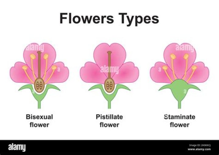 Is plant a neuter gender?