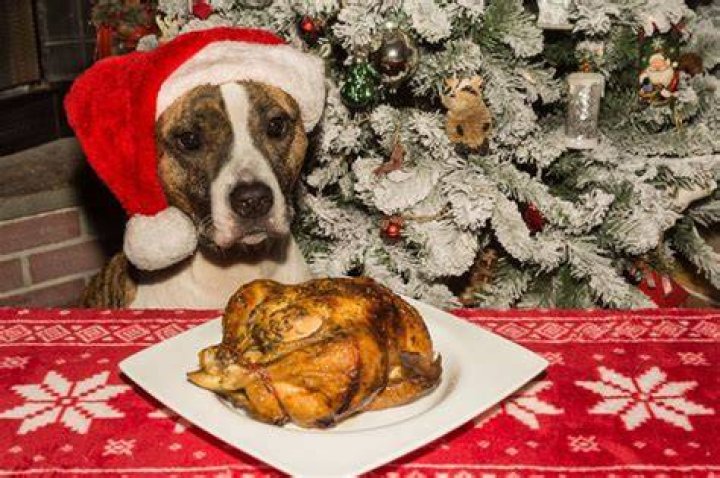 Is too much chicken bad for dogs?