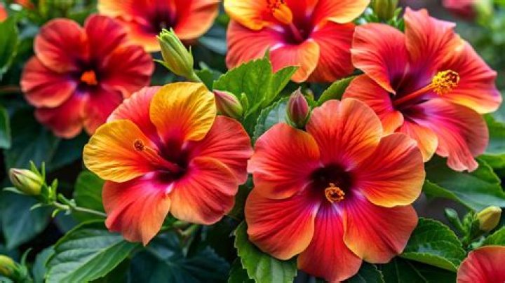 Is zobo same as hibiscus flower?