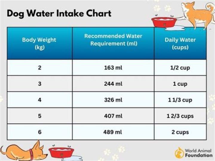 Should dogs have ice water?