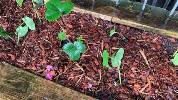 Should I cut leaves off strawberry plants?
