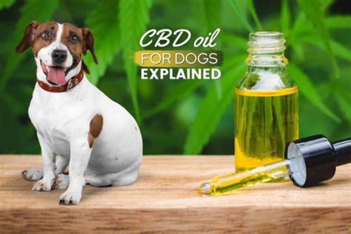 Should I give my dog CBD oil everyday?