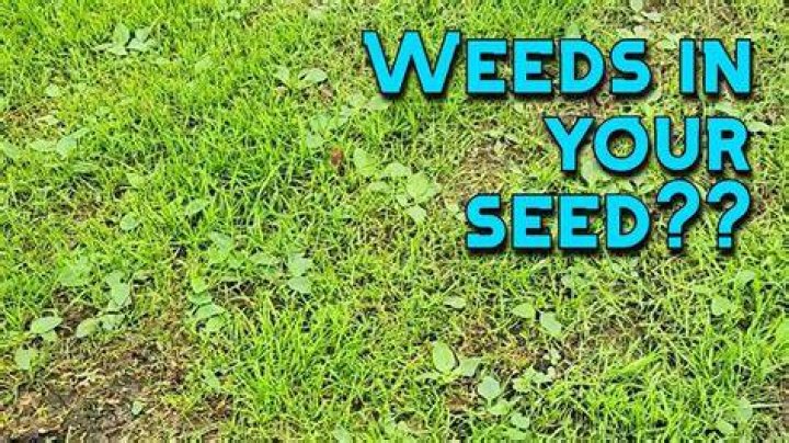 Should I pull weeds from newly seeded lawn?