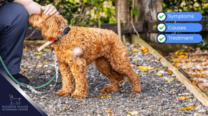 Should I wipe my dogs bum after poop?