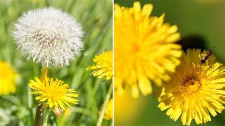 Should you pull dandelions?