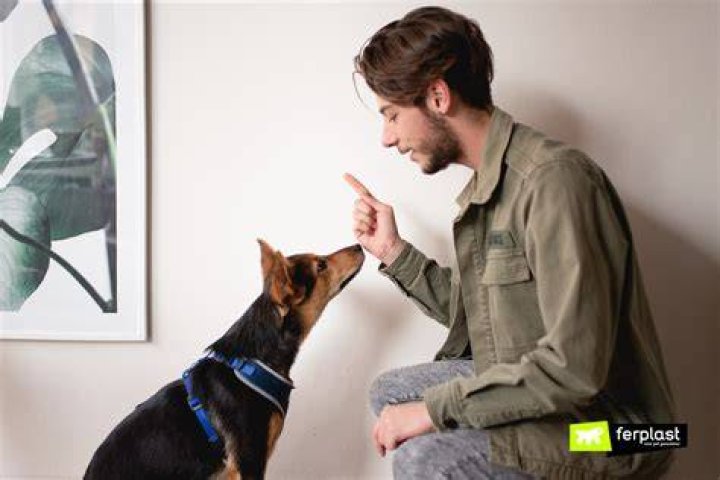 Should you scold your dog for growling?