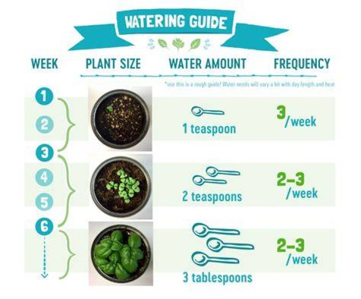 Should you water herbs from the bottom?