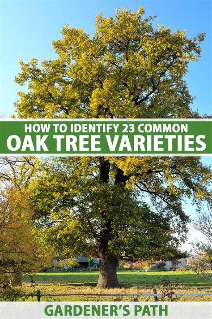 Should you water oak trees in summer?
