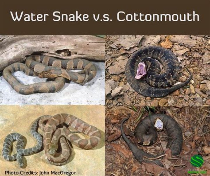 What's the difference in a water moccasin and a water snake?
