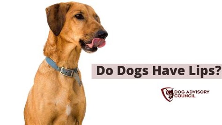 What are dogs lips called?