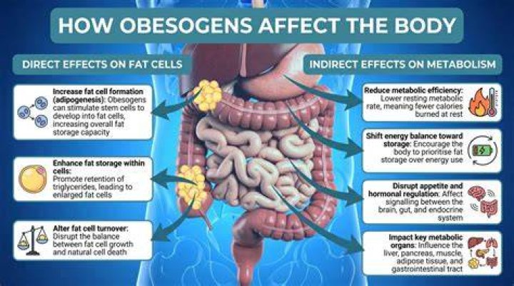 What are obesogens in the body?