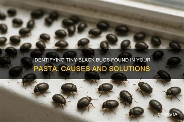 What are the little black bugs in my pasta?