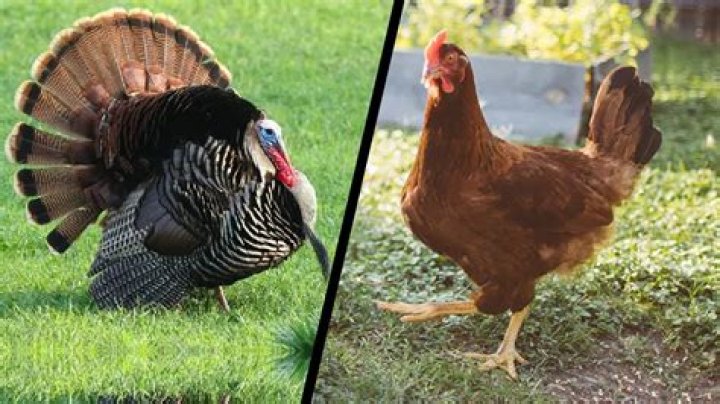 What breed of chicken does Purdue use?