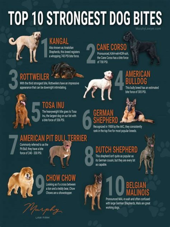 What breed of dog has the hardest bite?