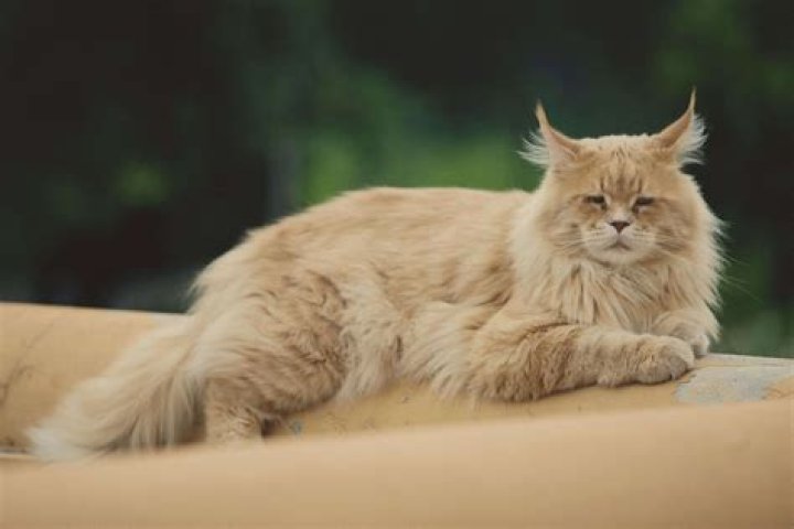 What cat is Capricorn?