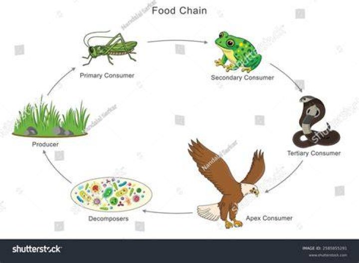 What chain is Sol on?