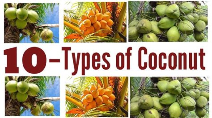 What color are coconuts?