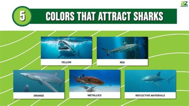 What color kayaks attract sharks?