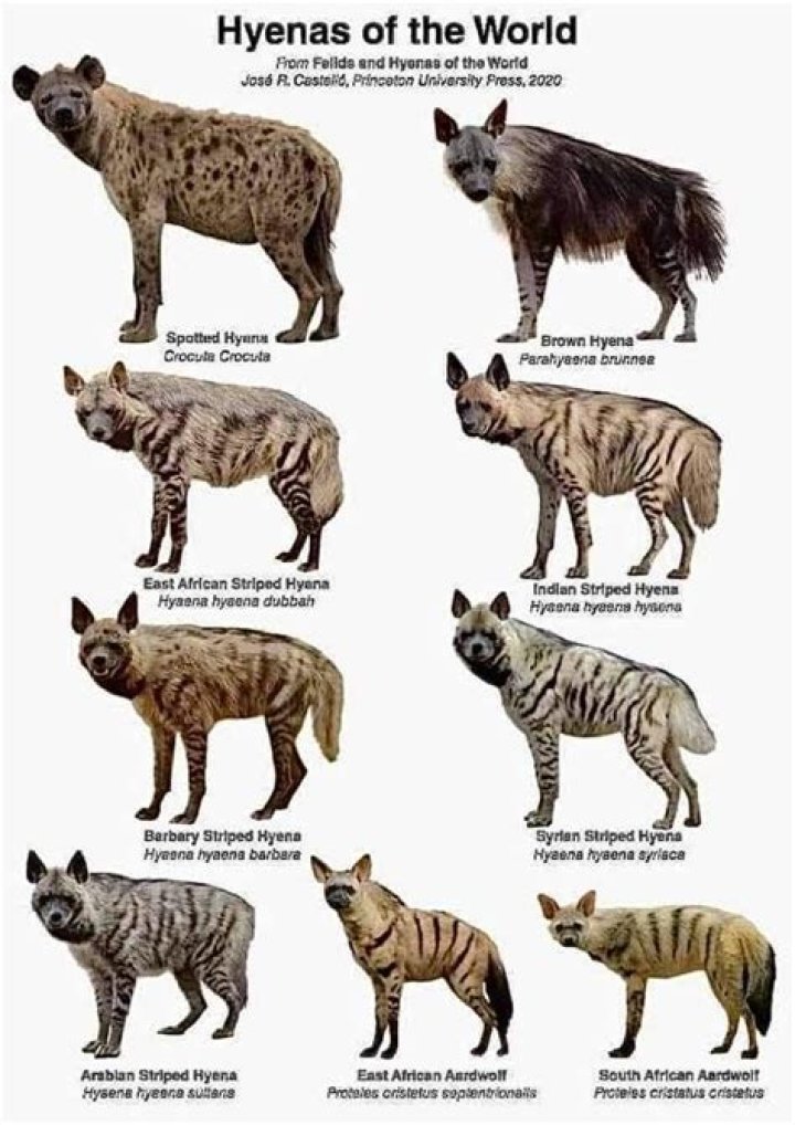 What countries have hyenas?