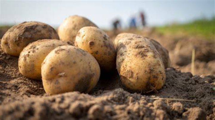 What did the Irish eat before potatoes?