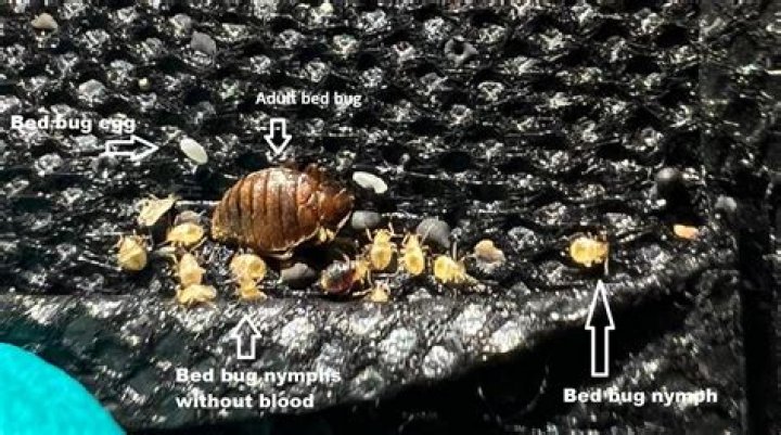 What do bed bug eggs feel like?